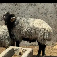 میش بره ماده