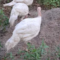 بوقلمون بیوتی۶