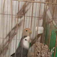 طوطی برزیلی و بچه هاش