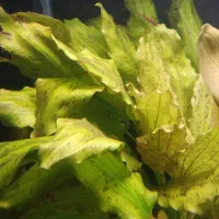 گیاه اکواریومی اکینا دوراس