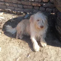 سگ پاکوتا شیتزو|سگ|گرگان, |دیوار