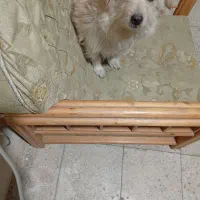 یک عددسگ شیتزوپاکوتاه دست آموزبانمک وشیطون|سگ|خمین, |دیوار