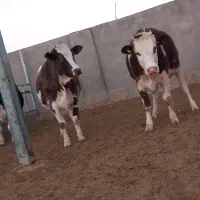 گاوشیری وتلیسه ابستن|حیوانات مزرعه|باشتین, |دیوار