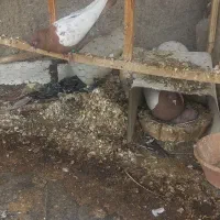 کود فضله چلغوز زل کبوتر