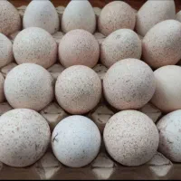 تخم نطفه مرغ محلی وبوقلمون نطفه دار