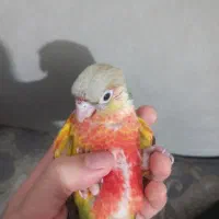 جوجه سرلاکی گیرینچیک اناناسی فول رد قرمز|پرنده|شهریار, شهریار|دیوار