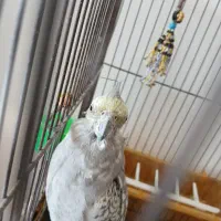 عروس هلندی نر|پرنده|گلپایگان, |دیوار