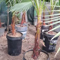 تولید گیاهان فضای سبز بیرونی در رشت|گل و گیاه طبیعی|رشت, حومه رشت|دیوار