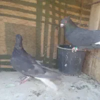 کفتر نقش|پرنده|زارچ, |دیوار