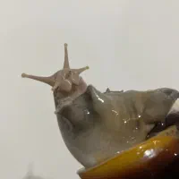 حلزون آچاتینا