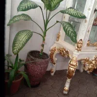 گل دیفن باخیا گلدان بزرگ|گل و گیاه طبیعی|ابهر, |دیوار