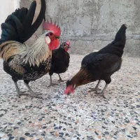 مرغ و خروس محلی اصل