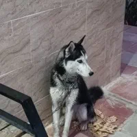 سگ هاسکی|سگ|شریفآباد, |دیوار