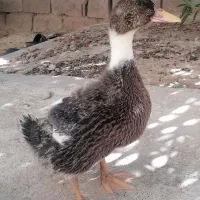 اردک