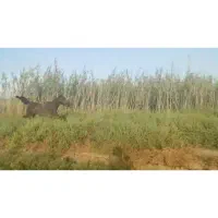 کره مادیان درجه یک