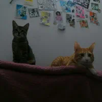 واگذاری ۲ گربه|گربه|گنبد کاووس, |دیوار