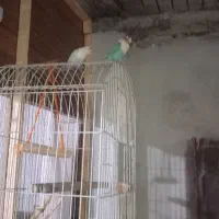 طوطی برزیلی  ۲جفت