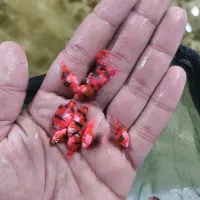 تایگر بارب قرمز و سبز