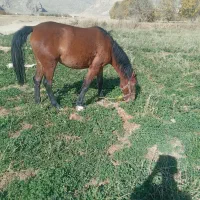 اسب|اسب و تجهیزات اسب‌سواری|درودزن, |دیوار