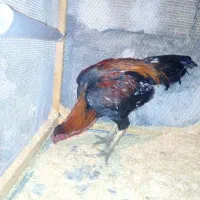 خروس لاری حرفه ای