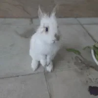 فروش خرگوش یک و نیم|موش و خرگوش|پیرانشهر, |دیوار