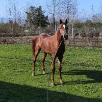 اسب عرب مصر