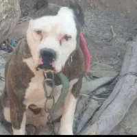 پیت بول|سگ|رفسنجان, |دیوار