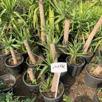 گل و گیاه آپارتمانی|گل و گیاه طبیعی|مینودشت, |دیوار