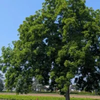 چیدن گردو حرفه ای ده سال سابقه در چیدن