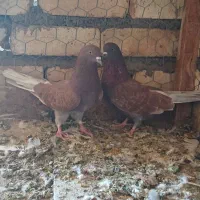کفتر سرخ ماده ۲عدد   سرخ نر ماده دم‌ سرور یک جفت