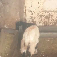 فروش و معاوضه یک راس بیگ و تیر بز