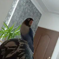 طوطی برزیلی و عروس هلندی|پرنده|پاکدشت, پاکدشت (مامازند)|دیوار