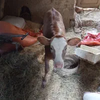 گاو سیمینتال اصل همراه با گوساله ماده|حیوانات مزرعه|شاهرود (اردبیل), |دیوار