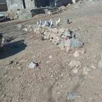 ۱۲ تا کفتر|پرنده|بیرانوند, |دیوار