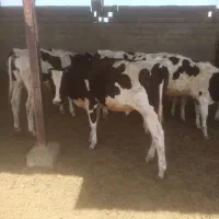 پنج تا گوساله نر درجه یک