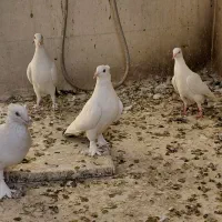 دم سیاه
