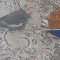 چهارتاعروس هلندی مولد|پرنده|خرم‌آباد, |دیوار