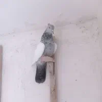 سینه|پرنده|شیراز, کفترک|دیوار