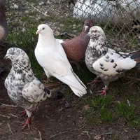 کفتر پرشی وخوب