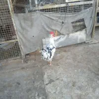 خروس گلین|حیوانات مزرعه|قم, انسجام|دیوار