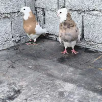 جفت طوقی زرد خال سیاه