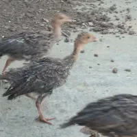 جوجه بوقلمون