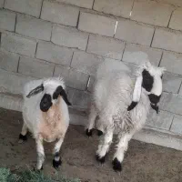 بره نر و یک میش چاق و چله|حیوانات مزرعه|زابل, |دیوار