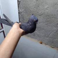 کبوتر|پرنده|بندر گناوه, |دیوار