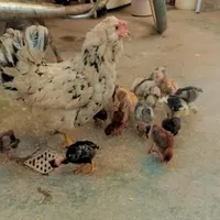 مرغ وجوجه|حیوانات مزرعه|کامیاران, |دیوار