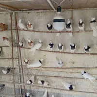 کفتر|پرنده|قم, کلهری|دیوار