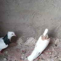 یه جفت طوقی ..|پرنده|ایلام, |دیوار