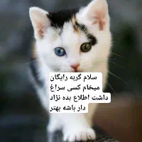 گربه|گربه|سبزوار, غرب نیروگاه|دیوار