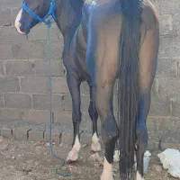 اسب|اسب و تجهیزات اسب‌سواری|جم, |دیوار