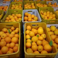 پرتقال تامسون